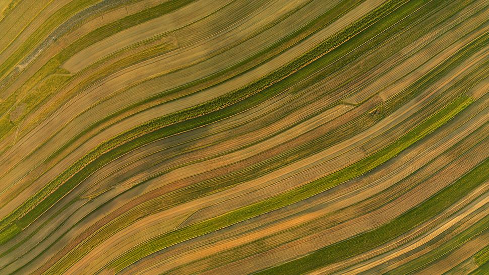 Regenerating Agriculture: Coordinating Action Across the Global Food System