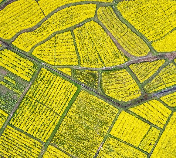 Resilience and Opportunity: Navigating Uncertainty in the Biobased Diesel Industry