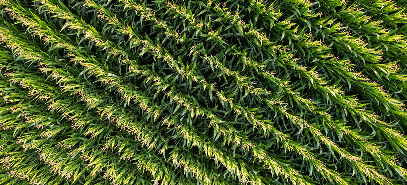 FEW 2025 Podcast Series: Live with EcoEngineers